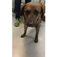 Foto dell\'animale cane - Matr. 2022/0370 - Microchip 380260101362647