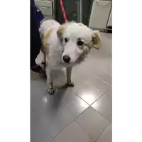 Foto dell\'animale cane - Matr. 2022/0369 - Microchip 380260044088780