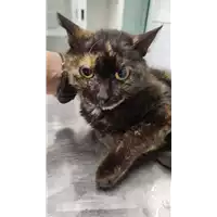 Foto dell\'animale gatto - Matr. 2022/0371 - Microchip 380260044551403