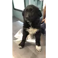 Foto dell\'animale cane - Matr. 2022/0376 - Microchip 380260044549713