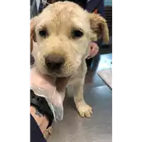 Foto dell\'animale cane - Matr. 2022/0378 - Microchip 380260044550083