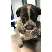 Foto dell\'animale cane - Matr. 2022/0381 - Microchip 380260044549764