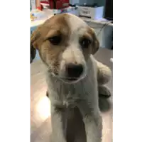 Foto dell\'animale cane - Matr. 2022/0388 - Microchip 380260044816365