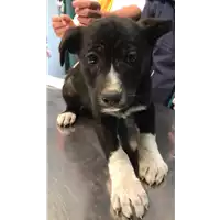 Foto dell\'animale cane - Matr. 2022/0387 - Microchip 380260044816973