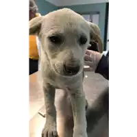Foto dell\'animale cane - Matr. 2022/0386 - Microchip 380260044816376