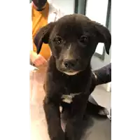 Foto dell\'animale cane - Matr. 2022/0385 - Microchip 380260044816908