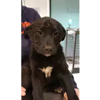 Foto dell\'animale cane - Matr. 2022/0384 - Microchip 380260044816931