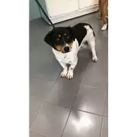 Foto dell\'animale cane - Matr. 2022/0390 - Microchip 380260044816914