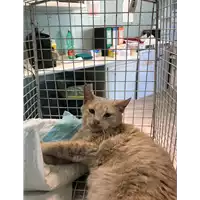 Foto dell\'animale gatto - Matr. 2022/0392 - Microchip 380260044816702