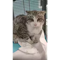 Foto dell\'animale gatto - Matr. 2022/0394 - Microchip 380260044816981