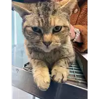 Foto dell\'animale gatto - Matr. 2022/0395 - Microchip 380260044816979