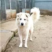 Foto dell\'animale cane - Matr. 2022/0400 - Microchip 380260044816245