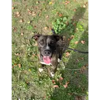 Foto dell\'animale cane - Matr. 2021/1177 - Microchip 380260004226612