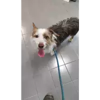 Foto dell\'animale cane - Matr. 2021/0383 - Microchip 380260101565662