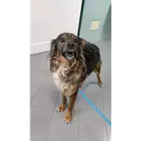 Foto dell\'animale cane - Matr. 2022/0402 - Microchip 380260101565662