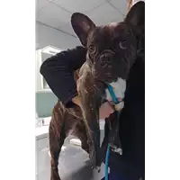 cane - Matr. 2022/0407 - Microchip 380260044816880