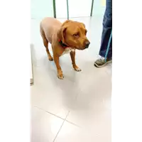 Foto dell\'animale cane - Matr. 2022/0408 - Microchip 380260044816889
