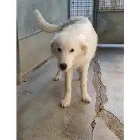 Foto dell\'animale cane - Matr. 2022/0231 - Microchip 380260044549715