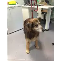 Foto dell\'animale cane - Matr. 2017/0930 - Microchip 380098100737173