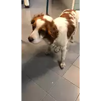 Foto dell\'animale cane - Matr. 2022/0410 - Microchip 380260002442601