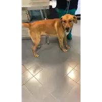 Foto dell\'animale cane - Matr. 2021/0376 - Microchip 380260044541505