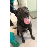 Foto dell\'animale cane - Matr. 2022/0413 - Microchip 380260044474258