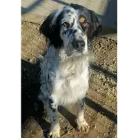 Foto dell\'animale cane - Matr. 2021/1996 - Microchip 380260044579870