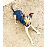 Foto dell\'animale cane - Matr. 2020/0385 - Microchip 380260042322146