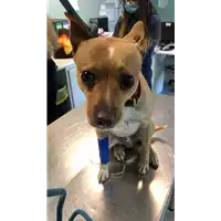 Foto dell\'animale cane - Matr. 2021/1219 - Microchip 380260044476677