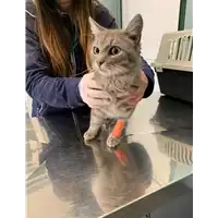 Foto dell\'animale gatto - Matr. 2022/0414 - Microchip 380260044549299