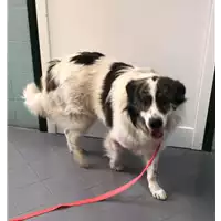 Foto dell\'animale cane - Matr. 2022/0409 - Microchip 380260044816706