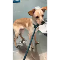 Foto dell\'animale cane - Matr. 2022/0418 - Microchip 380260044549745