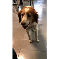Foto dell\'animale cane - Matr. 2022/0422 - Microchip 380260042741938