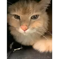 Foto dell\'animale gatto - Matr. 2022/0421 - Microchip 380260044474674