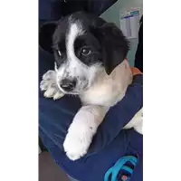 Foto dell\'animale cane - Matr. 2022/0379 - Microchip 380260044549279