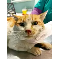 Foto dell\'animale gatto - Matr. 2022/0424 - Microchip 380260044474600
