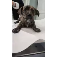 Foto dell\'animale cane - Matr. 2022/0425 - Microchip 380260044474771