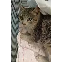 Foto dell\'animale gatto - Matr. 2022/0426 - Microchip 380260044816512