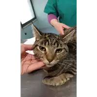 Foto dell\'animale gatto - Matr. 2022/0427 - Microchip 380260044474120