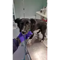 Foto dell\'animale cane - Matr. 2022/0428 - Microchip 380260044474705