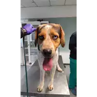 Foto dell\'animale cane - Matr. 2022/0429 - Microchip 380260044478500