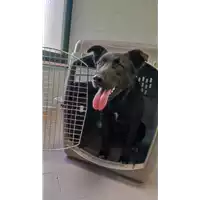 Foto dell\'animale cane - Matr. 2022/0431 - Microchip 380260044474115