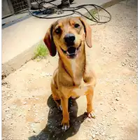Foto dell\'animale cane - Matr. 2022/0432 - Microchip 380260043793789