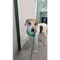 Foto dell\'animale cane - Matr. 2022/0433 - Microchip 380260101123251