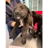 Foto dell\'animale cane - Matr. 2022/0437 - Microchip 380260044474866
