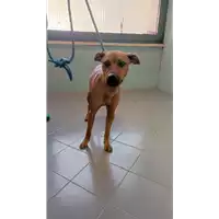 Foto dell\'animale cane - Matr. 2022/0438 - Microchip 380260044474658