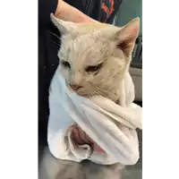 Foto dell\'animale gatto - Matr. 2022/0446 - Microchip 380260044476191