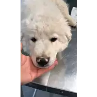 Foto dell\'animale cane - Matr. 2022/0445 - Microchip 380260044476097
