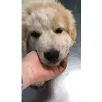 Foto dell\'animale cane - Matr. 2022/0441 - Microchip 380260044476479