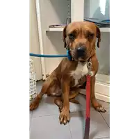 Foto dell\'animale cane - Matr. 2022/0408 - Microchip 380260044816889